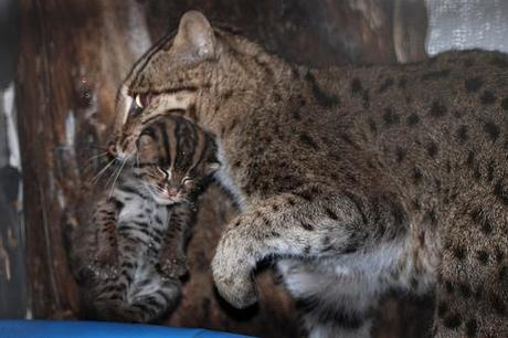 Mama fishing cat with her kittens: Photo credit: Courtney Janney, Smithsonian's National Zoo