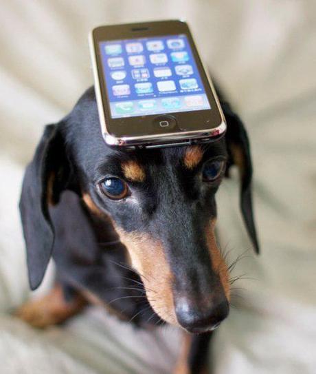 A Smartphone Is Your Dog’s Best Friend