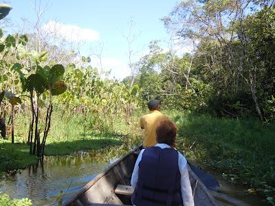 the amazonas