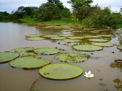 the amazonas