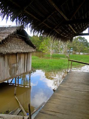 the amazonas