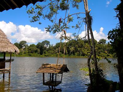 the amazonas