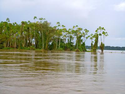 the amazonas