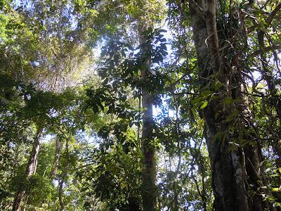 the amazonas