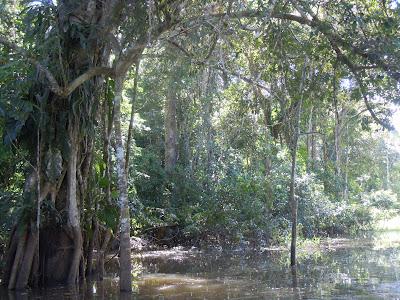 the amazonas