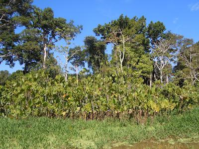 the amazonas