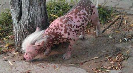 Stray Pink Chinese Crested Hairless Dog Sparks Minor Panic