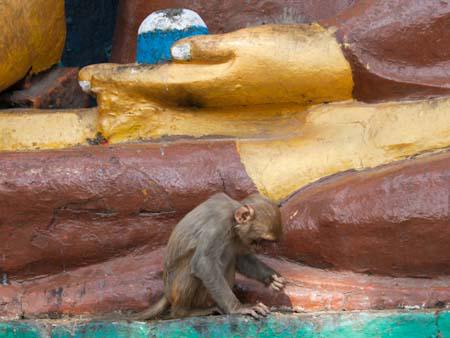 A monkey foraging at the base of a Buddha statue