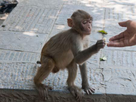 Travis feeding a smaller monkey some banana