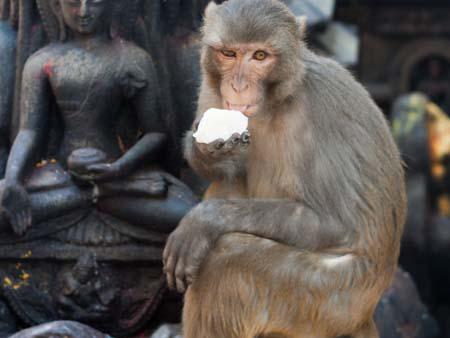 A monkey eating a square of ice-cream with a Buddha statue visible in the background