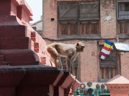 A monkey sitting at the base of a stupa watching below
