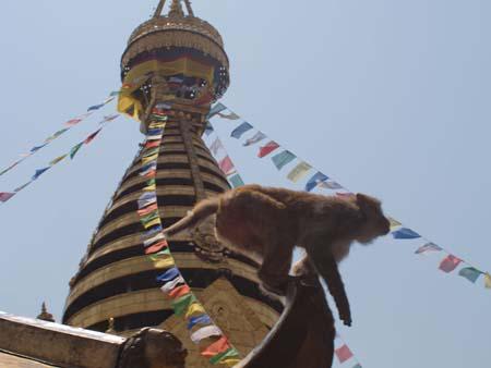 A monkey sitting on the tip of a temple roof with the main stupa visible in the background