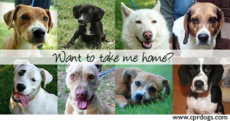 Dogs! For adoption!