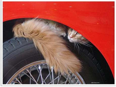 Pets are exposed to ethylene glycol that leaks from vehicles on streets and in driveways