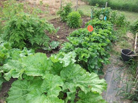 June Veg Patch