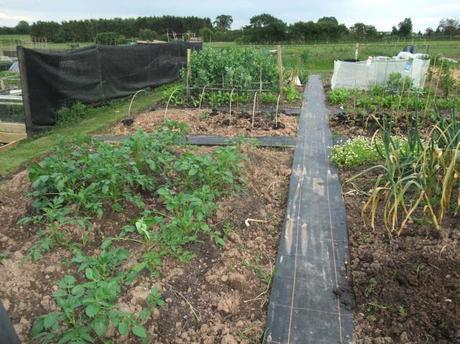 June Veg Patch