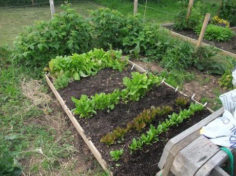 June Veg Patch