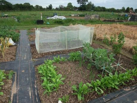 June Veg Patch