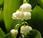 Plant Week: Convallaria Majalis