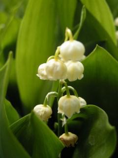 Convallaria majalis Flower (17/05/2012, Prague, Czech Republic)