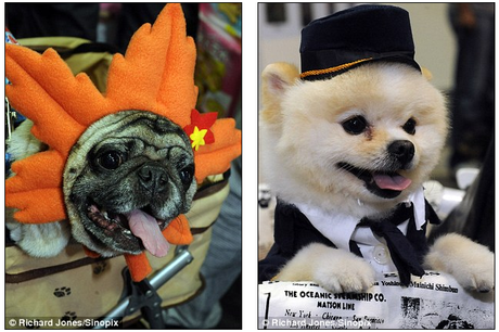 Pampered Pooches Prevail in Pet-Crazy Japan