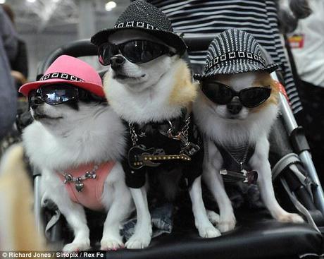 Pampered Pooches Prevail in Pet-Crazy Japan