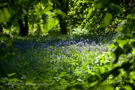 Photo - bluebell woods at the Clan Donald Centre on Skye in the Scottish Highlands