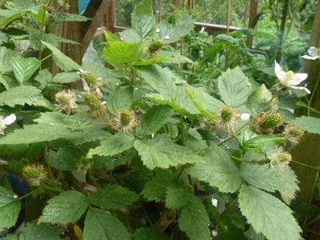 cultivated balckberry plant