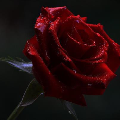 Photo: I will soothe you and heal you.I will bring you roses.<br />
I too have been covered with thorns.