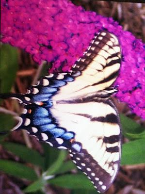 Butterfly Wisdom