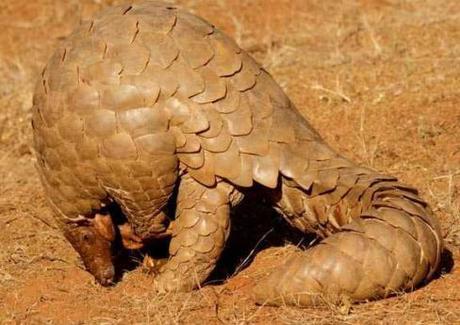 The pangolin is a scaly anteater that resembles a pine cone