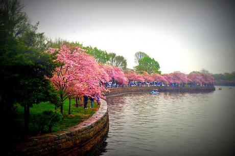 Washington D.C.'s National Cherry Blossom Festival