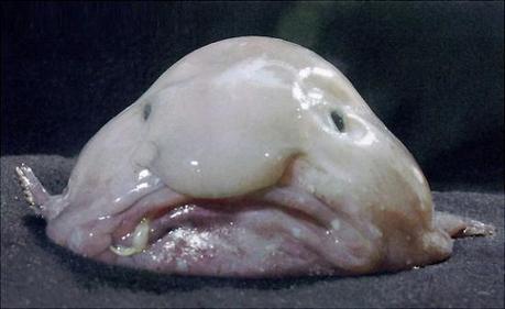 Fugly Friday: The Blobfish