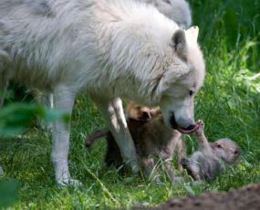Five New Arctic Wolf Pups At Denmark's Knuthenborg Safari Park Think Life's One Big Yawn