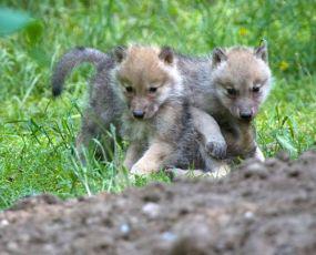 Five New Arctic Wolf Pups At Denmark's Knuthenborg Safari Park Think Life's One Big Yawn