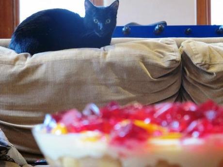 cat in background and finished trifle