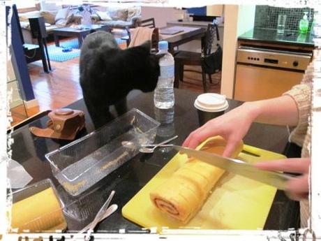 Sponge being cut into half inch slices with black cat on bench