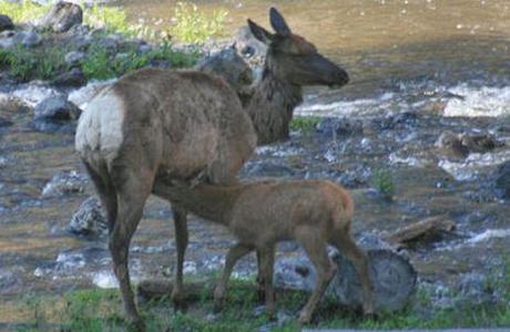 An elk mama feeds her calf at Yellowstone National Park