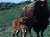 Calving Season Yellowstone Brings Additional Visitors