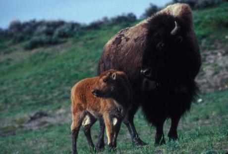 Bison mama and baby enjoying a spring day together