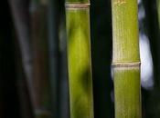 Bamboo, Beautiful Versatile Material