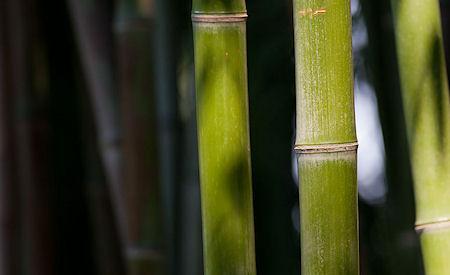 Bamboo, A Beautiful And Versatile Material