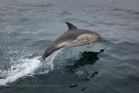 Photo - dolphin jumping in the Sound of Sleat in the Highlands of Scotland