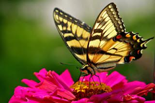 Butterfly on Flower