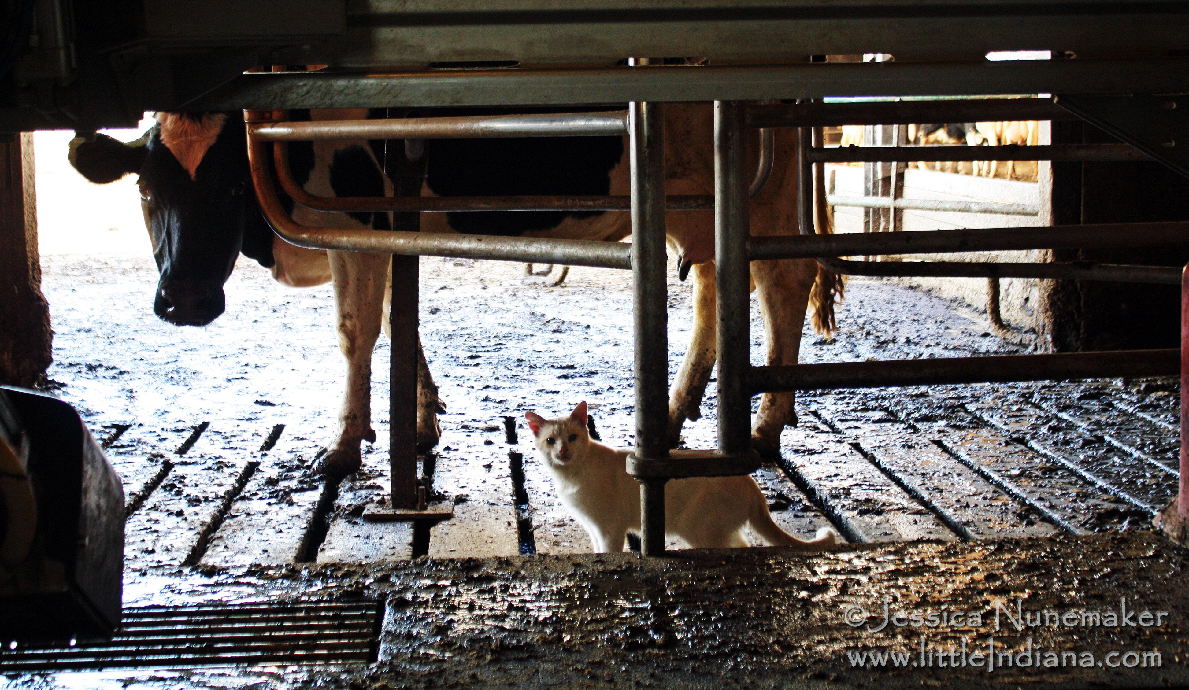 Jones Robotic Dairy in Star City, Indiana