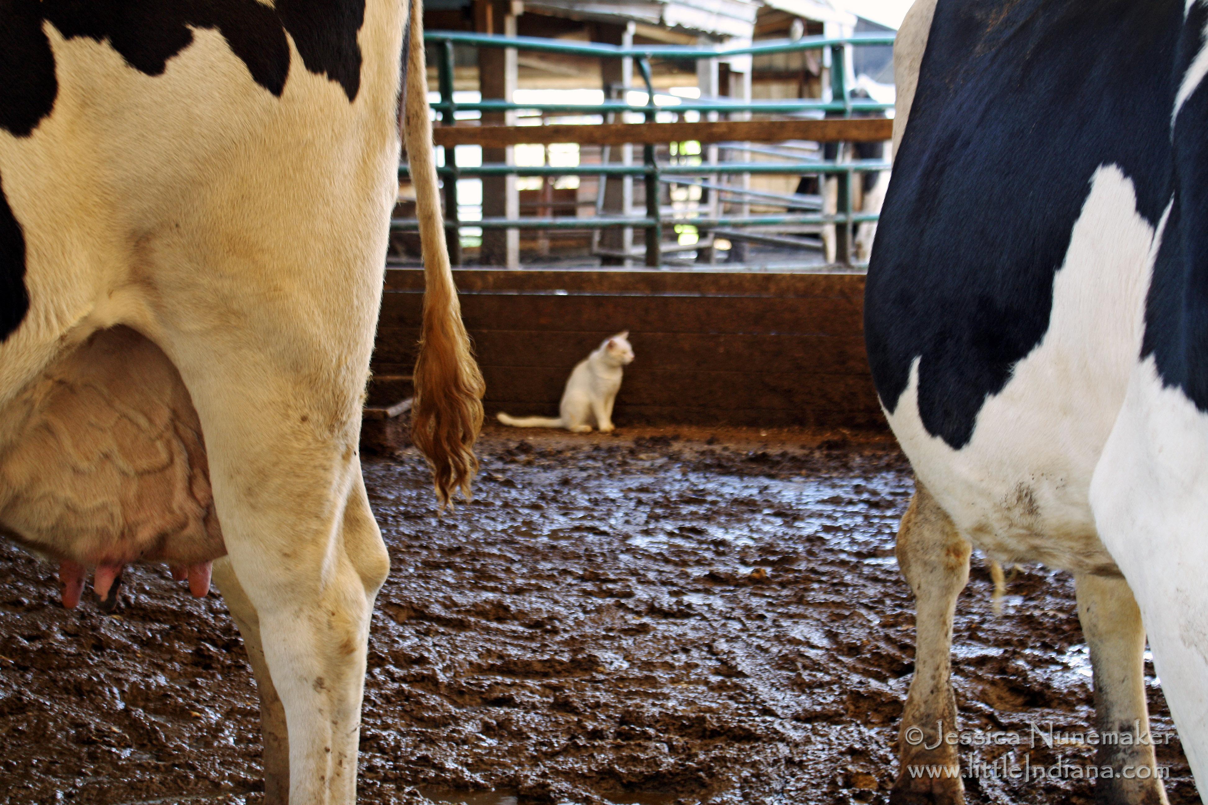 Jones Robotic Dairy in Star City, Indiana