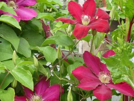 Cherry-Red Clematis