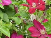 Cherry-Red Clematis