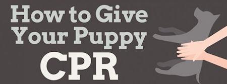 How To Give Your Puppy CPR How To Give Your Puppy CPR
