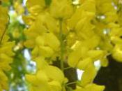 Plant Week: Laburnum Anagyroides